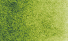 568 | Vert de vessie